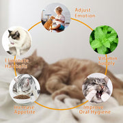 Catnip Ball for Cats