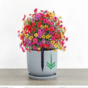 ⏰ Last Day Special — Create Your Dream Garden Paradise at Unbeatable Prices